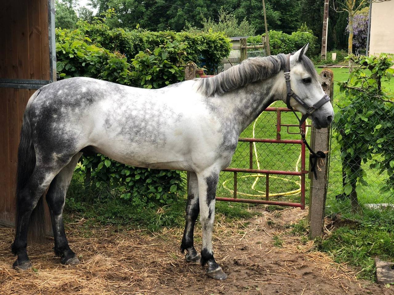 Augenblick YSANDRE  - French Saddle Pony 2010