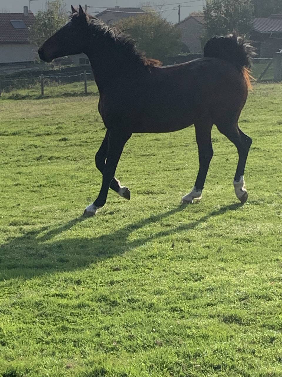 Entire Selle Français For sale 2023 Bay