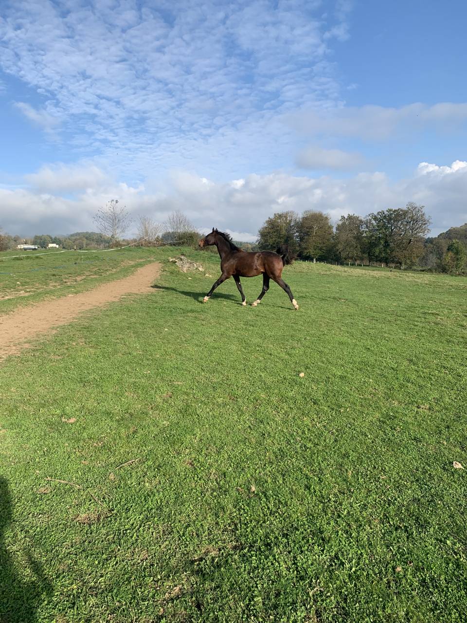 Entire Selle Français For sale 2023 Bay