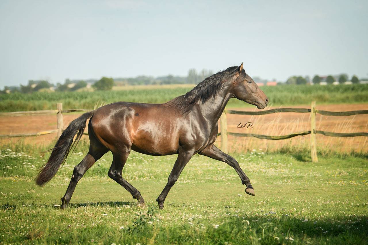 BIEN DE SCUDERIA - PRE Pure Spanish Bred 2021 by Poeta de Susaeta