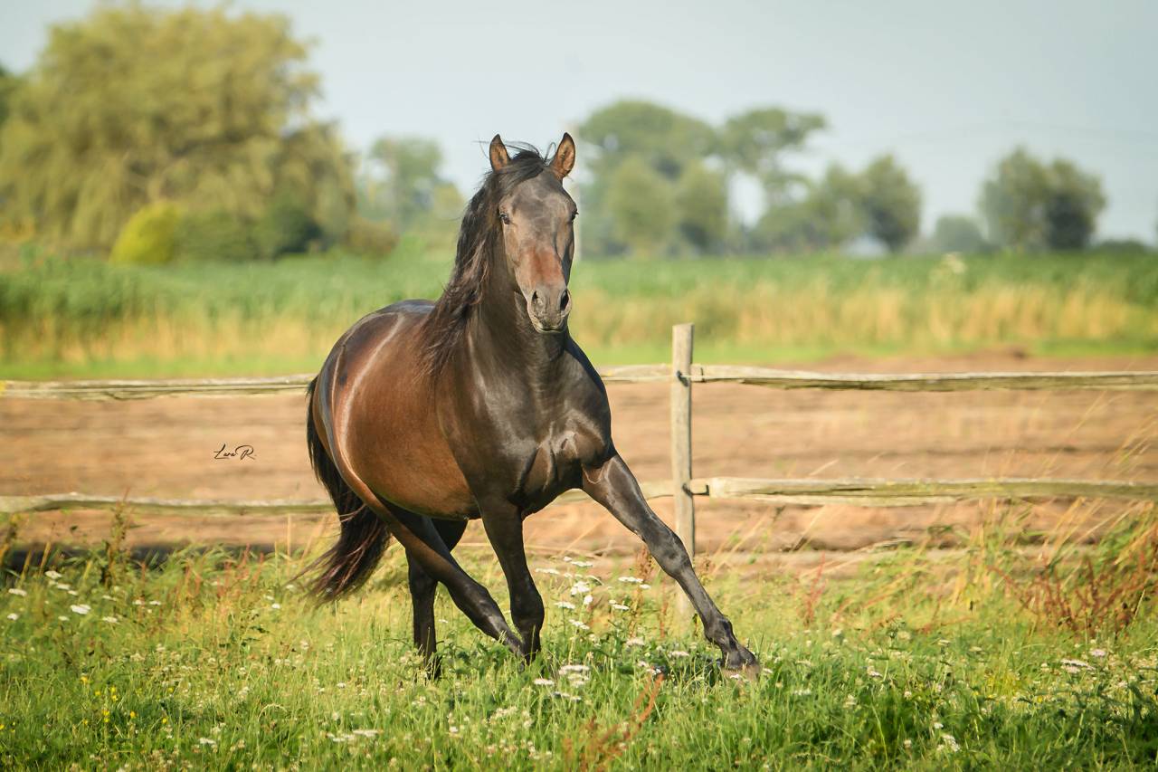 BIEN DE SCUDERIA - PRE Pure Spanish Bred 2021 by Poeta de Susaeta
