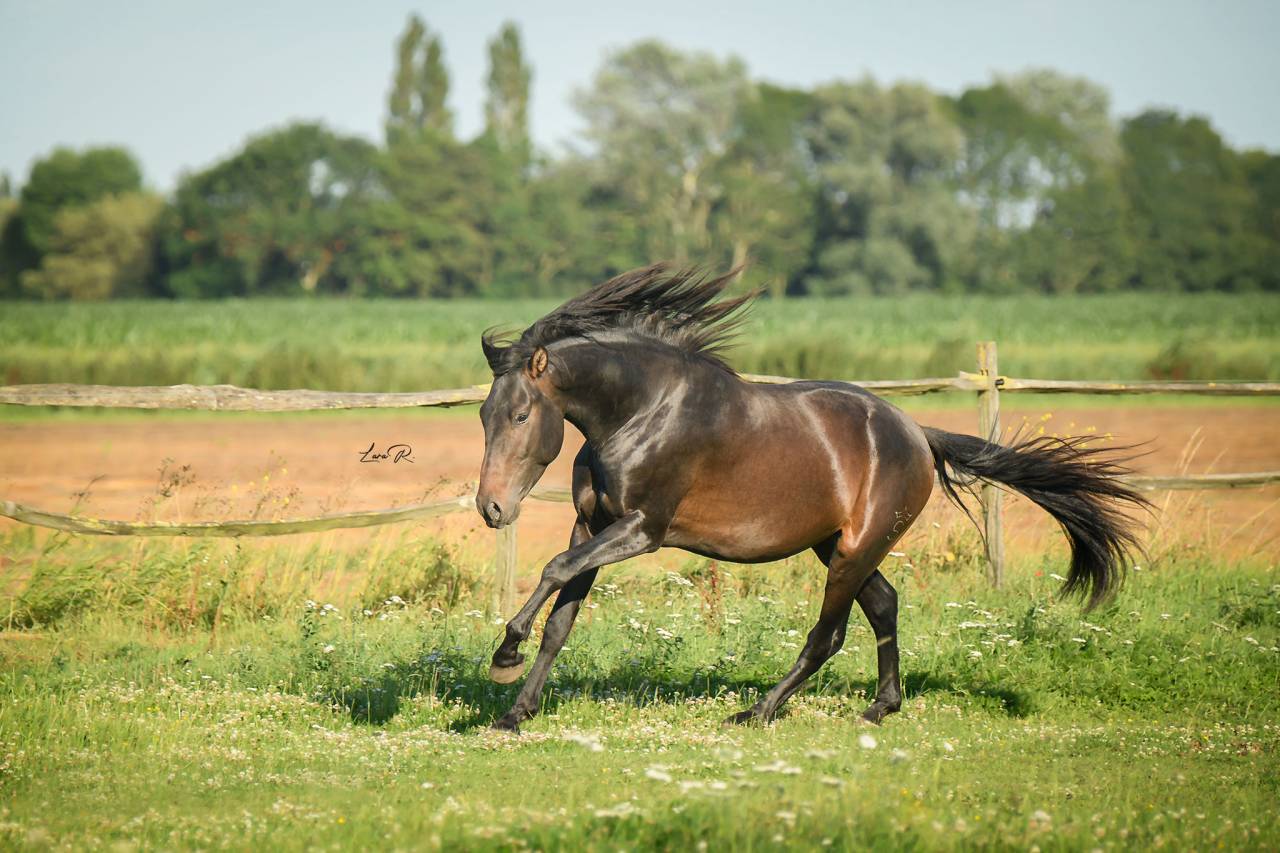 BIEN DE SCUDERIA - PRE Pure Spanish Bred 2021 by Poeta de Susaeta