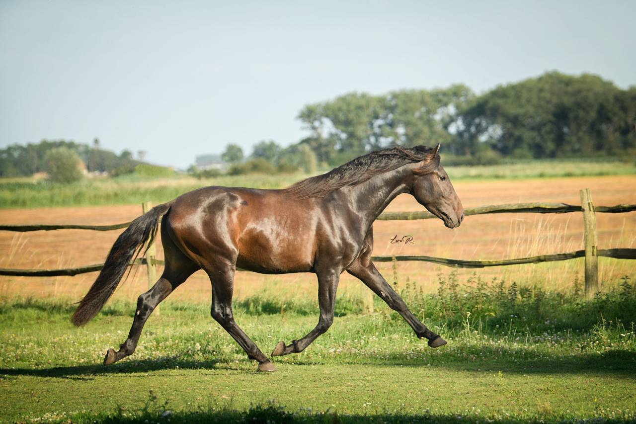 BIEN DE SCUDERIA - PRE Pure Spanish Bred 2021 by Poeta de Susaeta