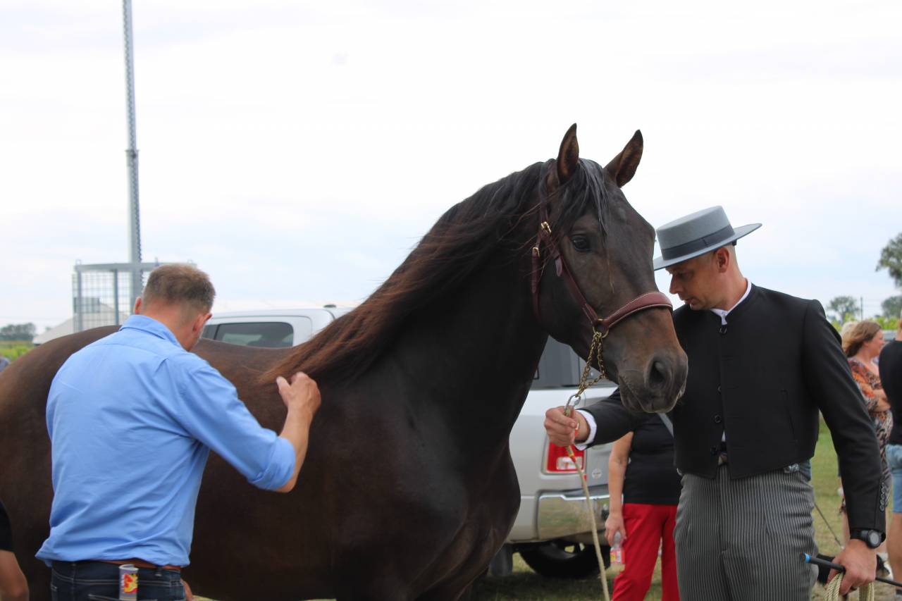 BIEN DE SCUDERIA - PRE Pure Spanish Bred 2021 by Poeta de Susaeta