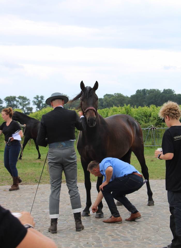 BIEN DE SCUDERIA - PRE Pure Spanish Bred 2021 by Poeta de Susaeta