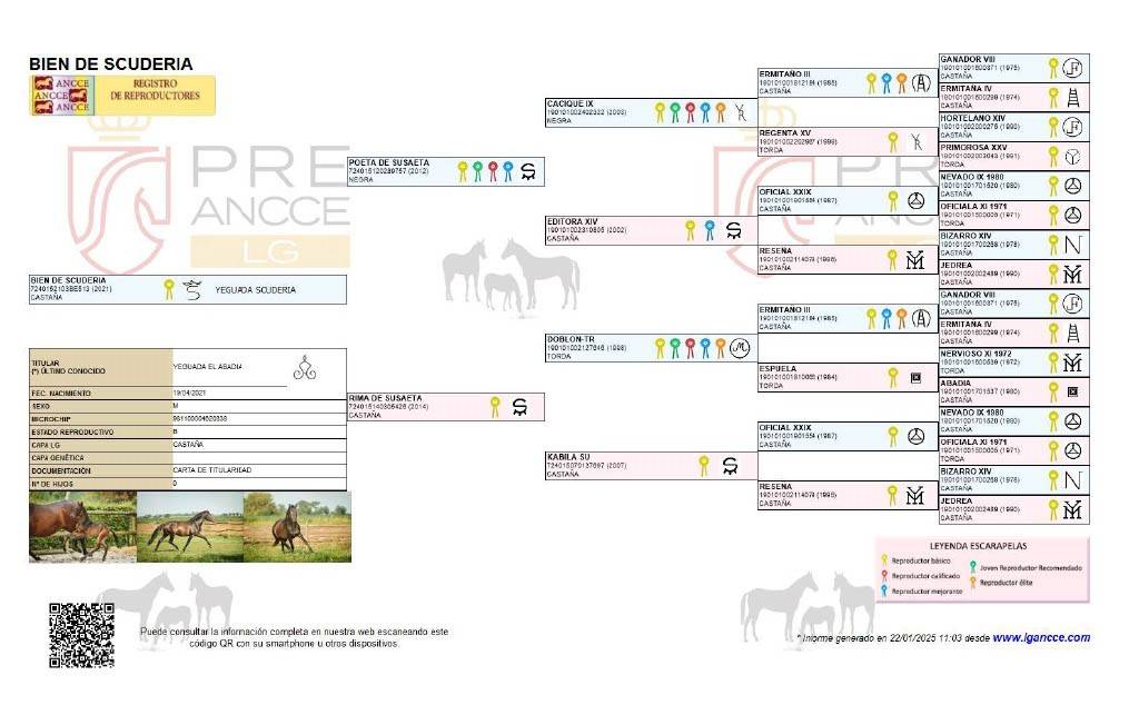 BIEN DE SCUDERIA - PRE Pure Spanish Bred 2021 by Poeta de Susaeta