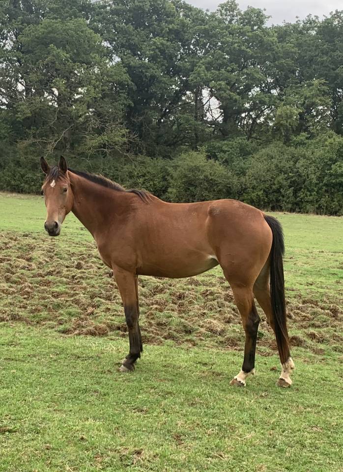 Mare Selle Français For sale 2019 Bay