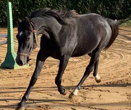 Mare Selle Français For sale 2019 Grey