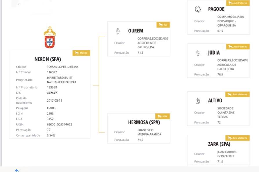 Neron - Lusitano 2018 by Ourem