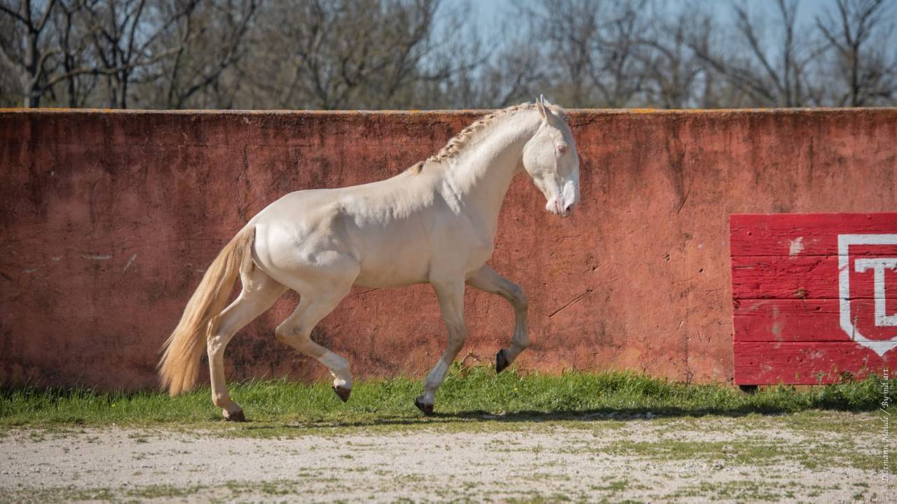 Neron - Lusitano 2018 by Ourem