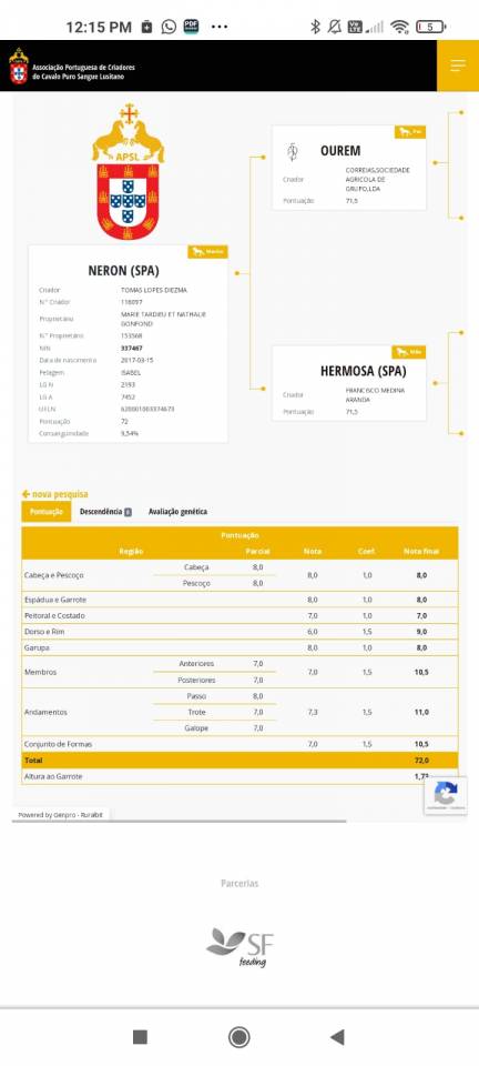 Neron - Lusitano 2018 by Ourem