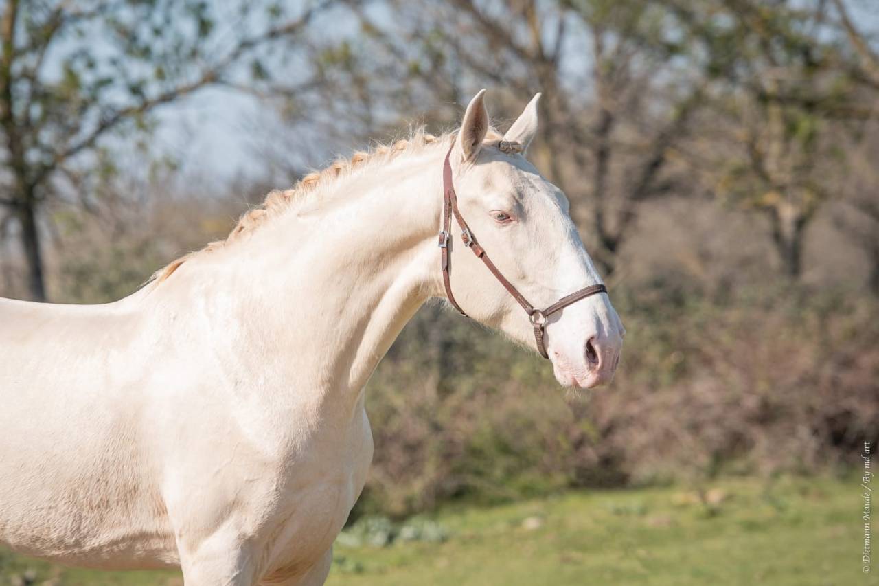 Neron - Lusitano 2018 by Ourem