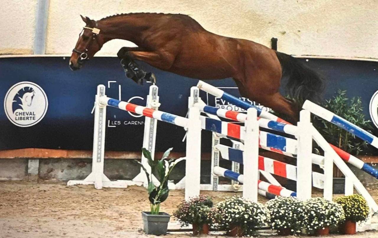 LINDOS ESSEF - Thoroughbred 2021