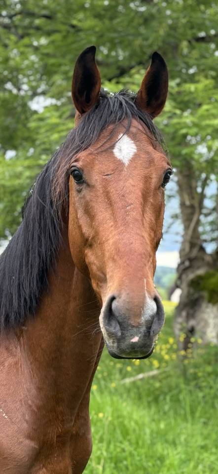 LINDOS ESSEF - Thoroughbred 2021