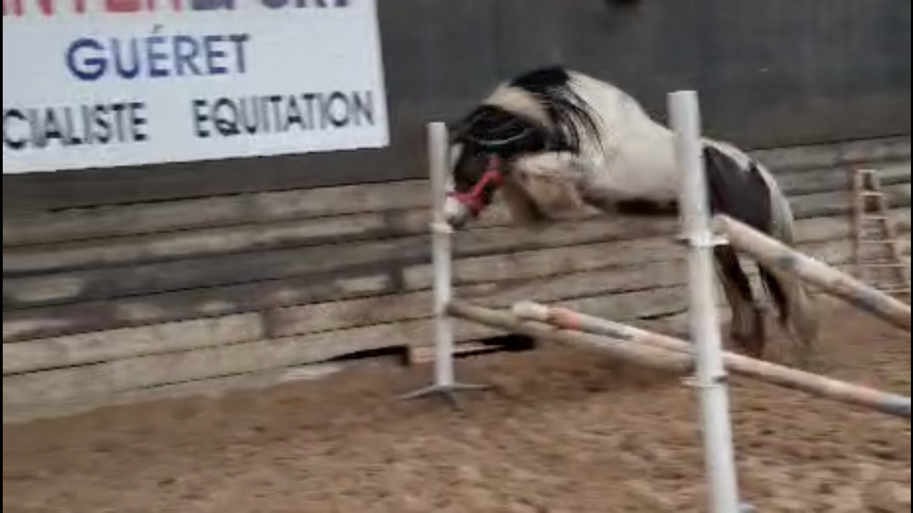 SILKY LEGEND VD GTH - Irish Cob 2017