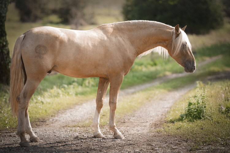 Nene Olivares - PRE Pure Spanish Bred 2021 by REVOLTOSO XXIX