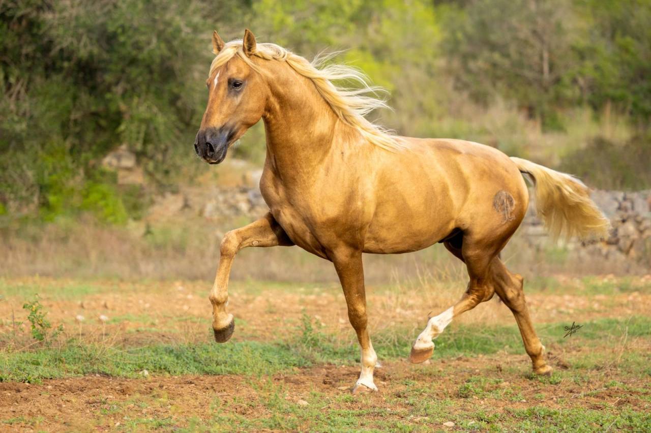 Nene Olivares - PRE Pure Spanish Bred 2021 by REVOLTOSO XXIX