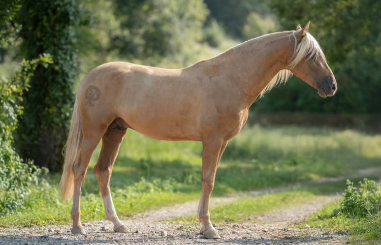 Nene Olivares - PRE Pure Spanish Bred 2021 by REVOLTOSO XXIX