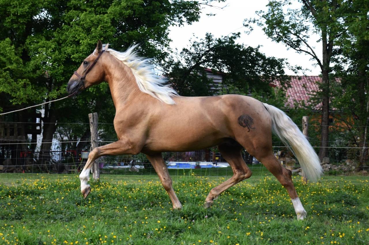 Nene Olivares - PRE Pure Spanish Bred 2021 by REVOLTOSO XXIX