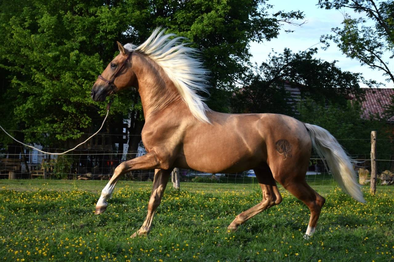 Nene Olivares - PRE Pure Spanish Bred 2021 by REVOLTOSO XXIX