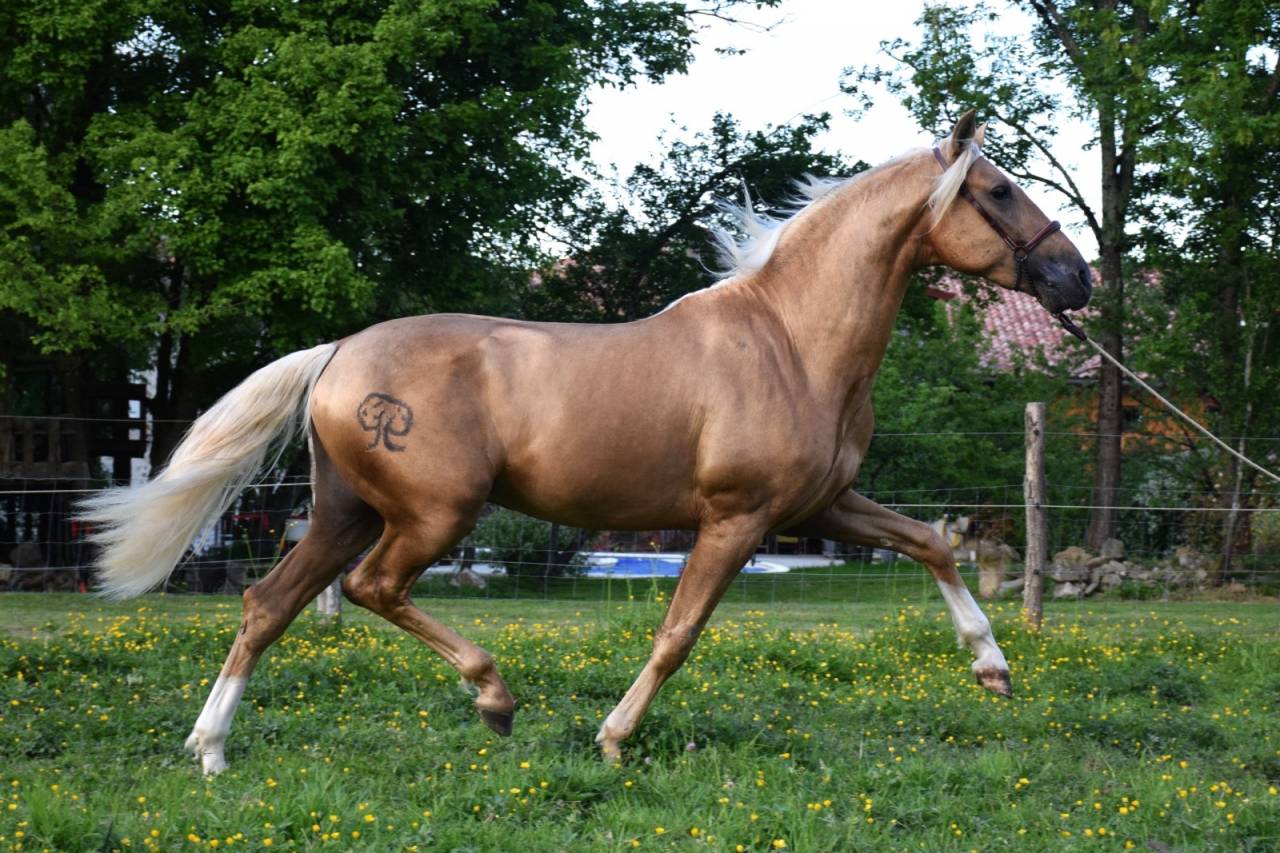 Nene Olivares - PRE Pure Spanish Bred 2021 by REVOLTOSO XXIX