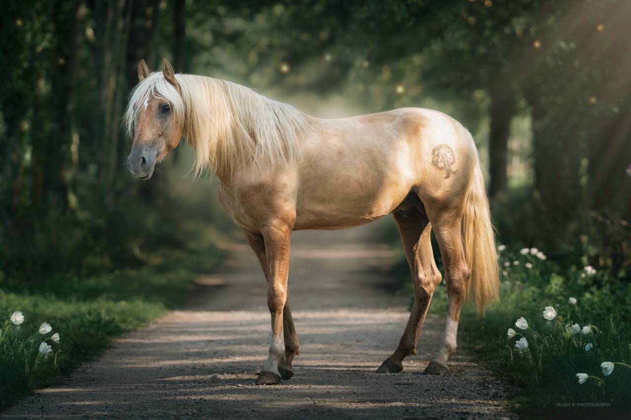 Nene Olivares - PRE Pure Spanish Bred 2021 by REVOLTOSO XXIX