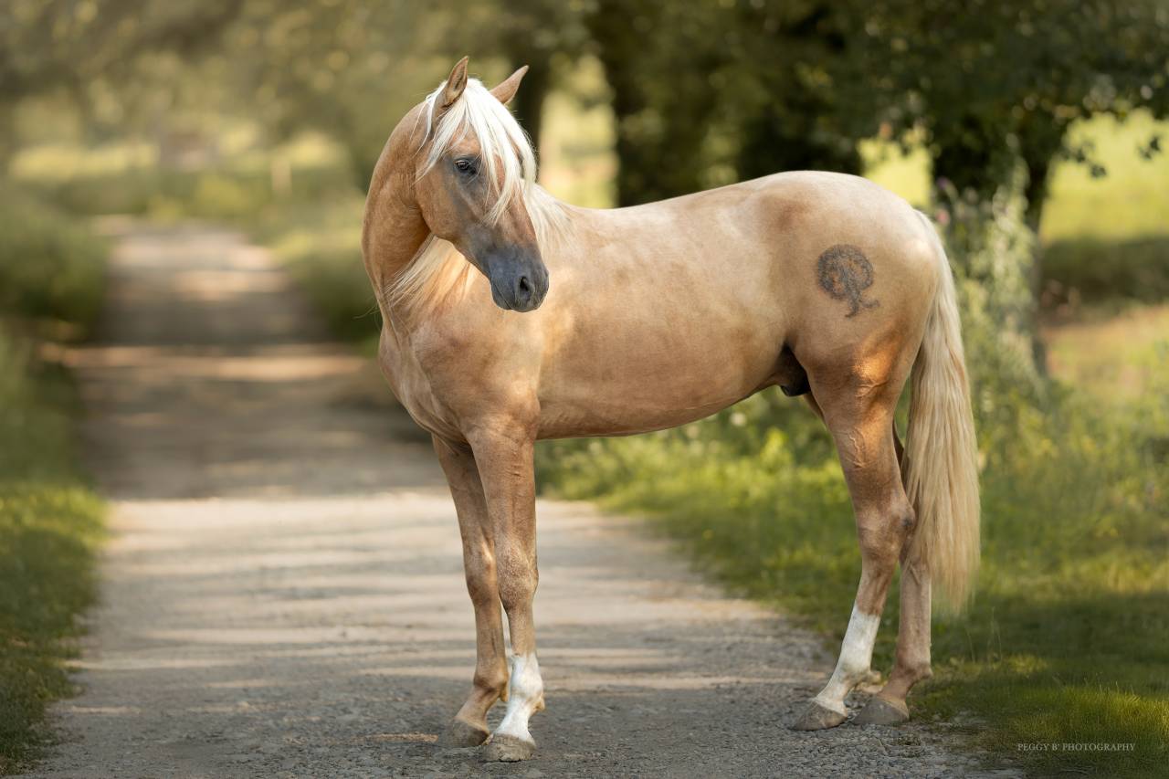 Nene Olivares - PRE Pure Spanish Bred 2021 by REVOLTOSO XXIX