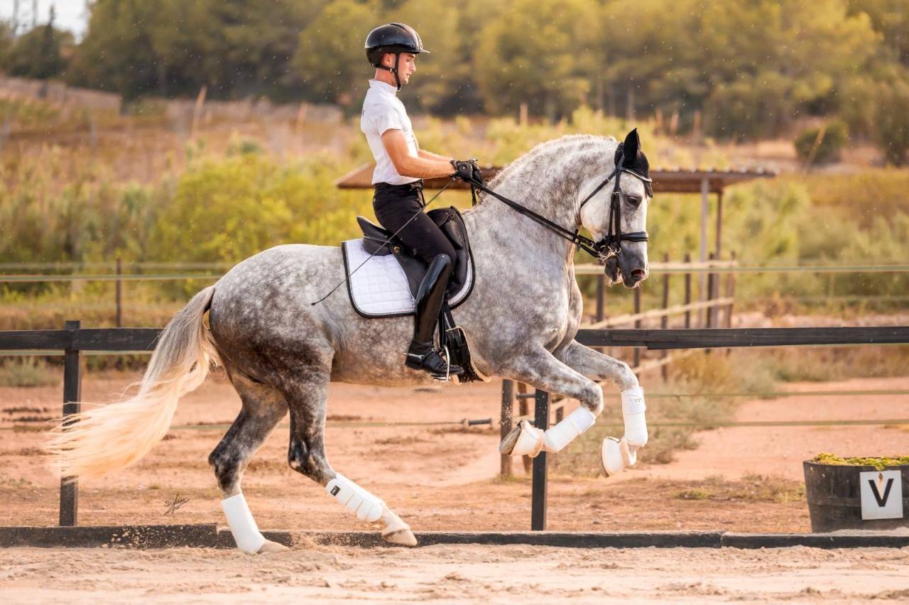 Xeres la devesa - PRE Pure Spanish Bred 2016 by DIGITAL