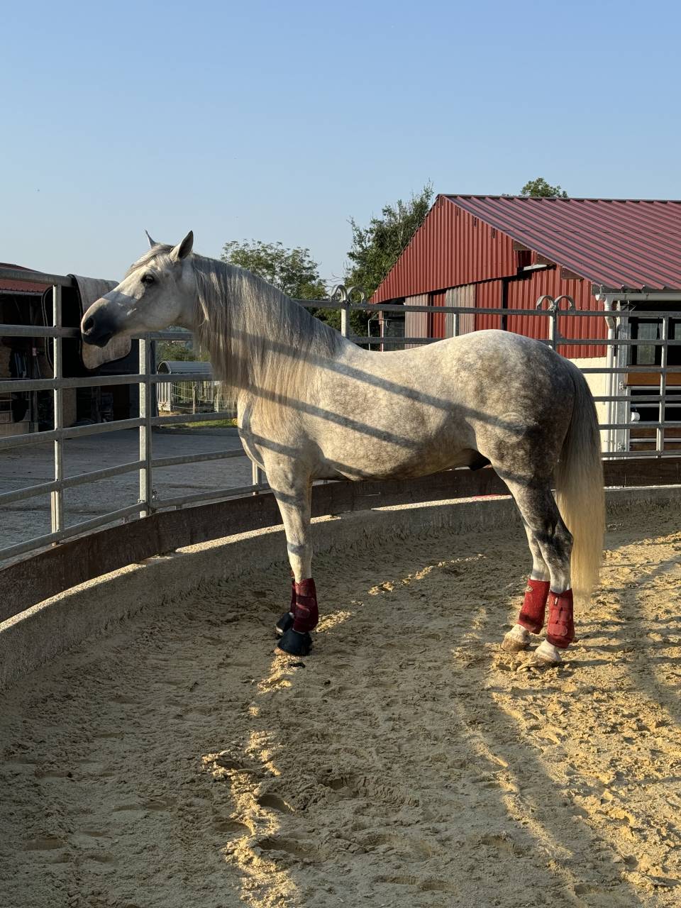 Xeres la devesa - PRE Pure Spanish Bred 2016 by DIGITAL