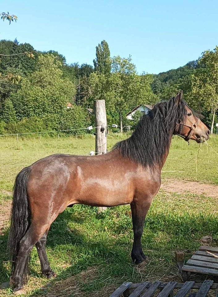 Stallion Dartmoor For sale 2019 Bay