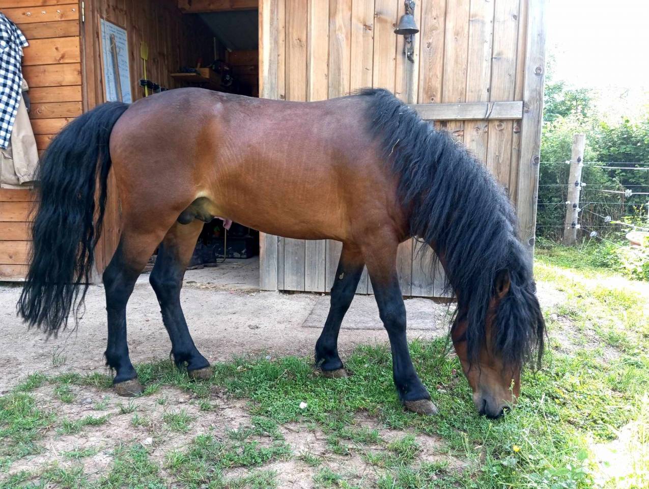 Stallion Dartmoor For sale 2019 Bay