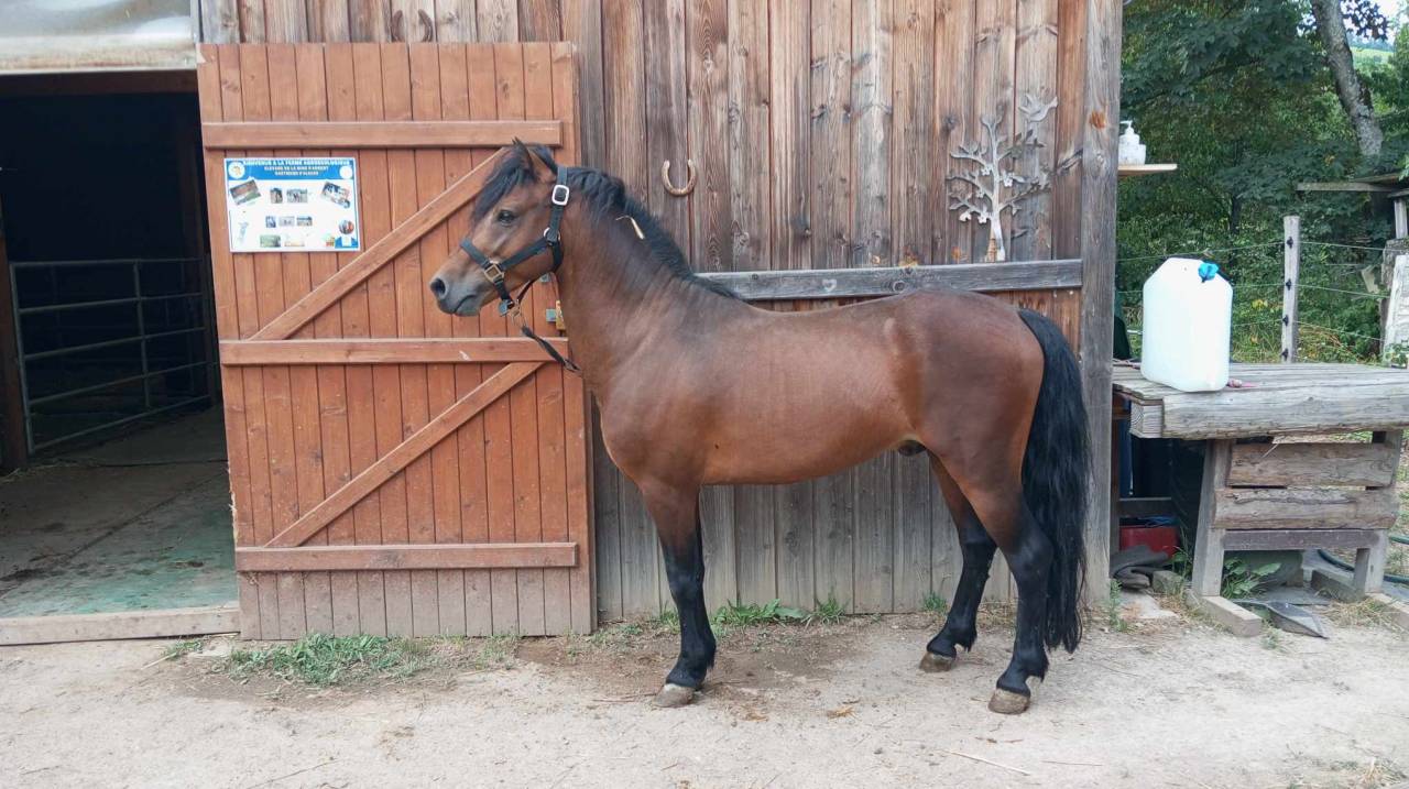 Stallion Dartmoor For sale 2019 Bay