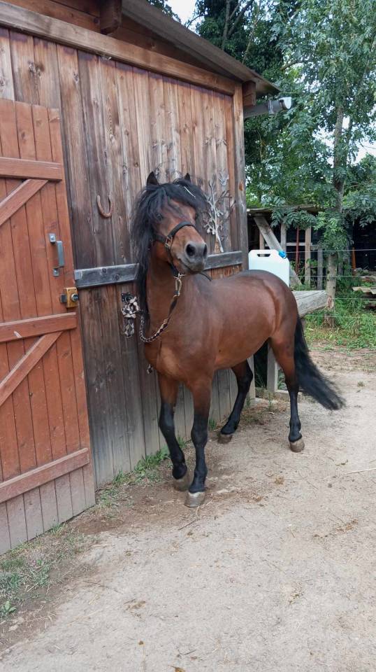 Stallion Dartmoor For sale 2019 Bay