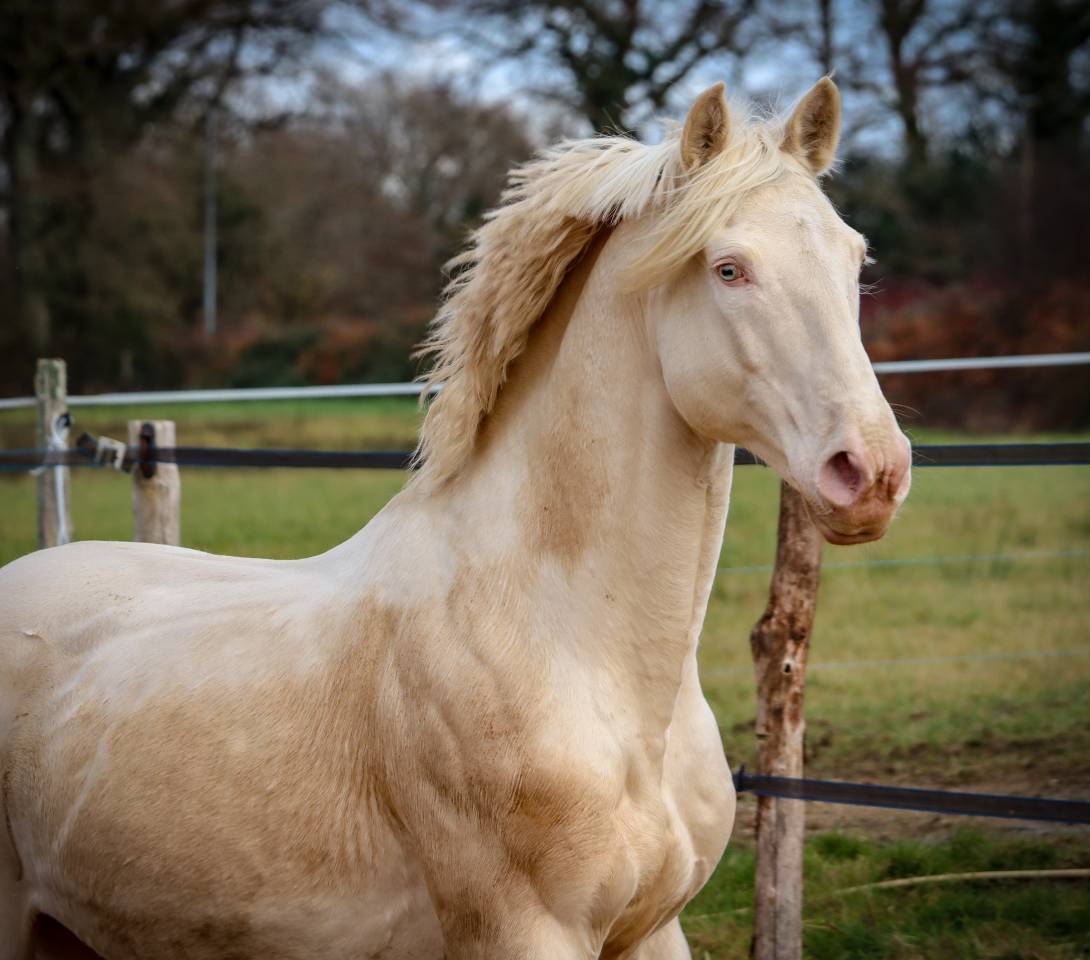 Delirio de Bouchetis  - AES Anglo European Studbook 2013 by ROBADOR