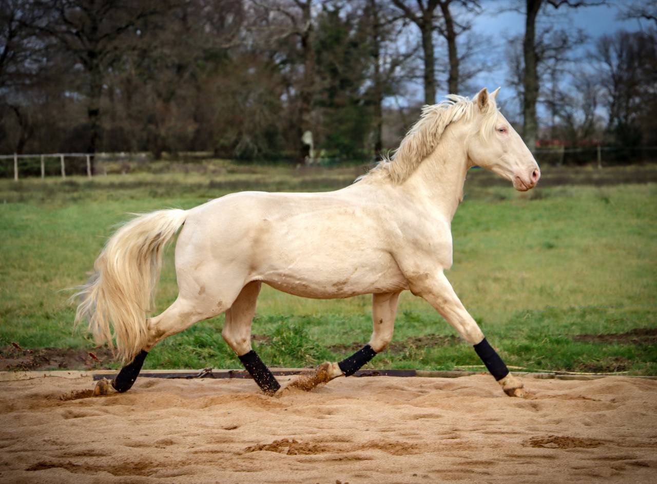 Delirio de Bouchetis  - AES Anglo European Studbook 2013 by ROBADOR