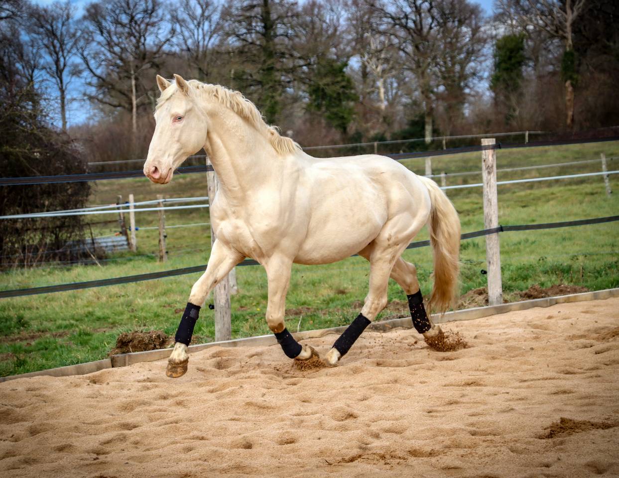 Delirio de Bouchetis  - AES Anglo European Studbook 2013 by ROBADOR