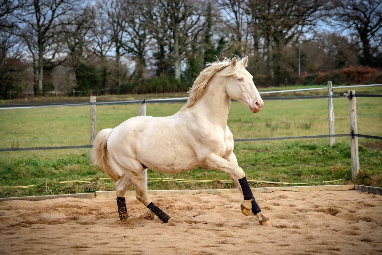 Delirio de Bouchetis  - AES Anglo European Studbook 2013 by ROBADOR