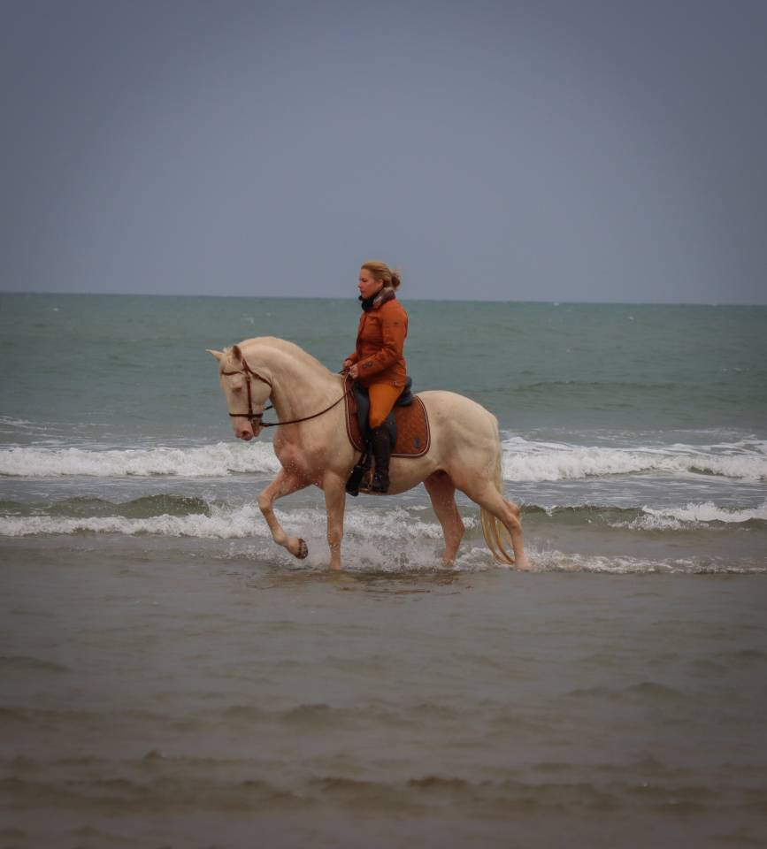 Delirio de Bouchetis  - AES Anglo European Studbook 2013 by ROBADOR