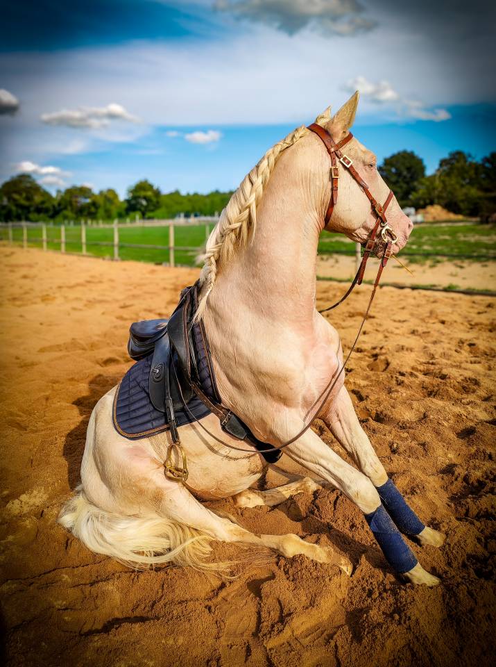 Delirio de Bouchetis  - AES Anglo European Studbook 2013 by ROBADOR