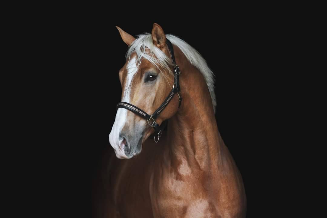 Karat-J  - Wielkopolski  2019 by Arktos