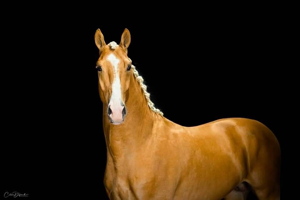 Karat-J  - Wielkopolski  2019 by Arktos