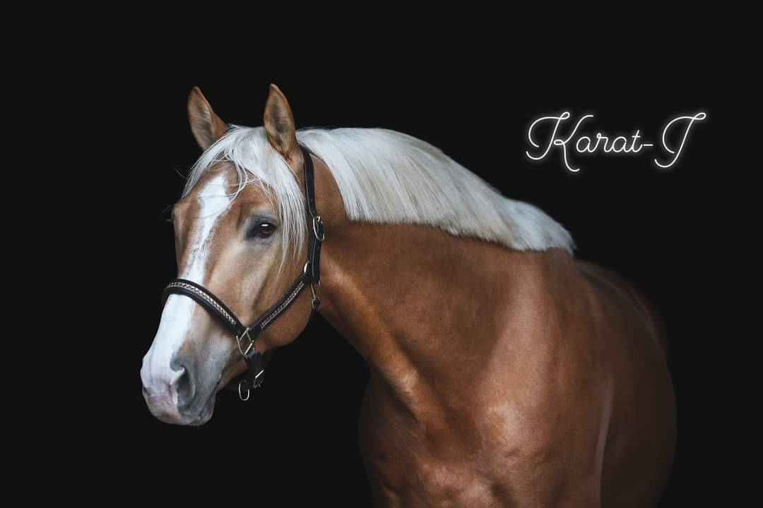 Karat-J  - Wielkopolski  2019 by Arktos