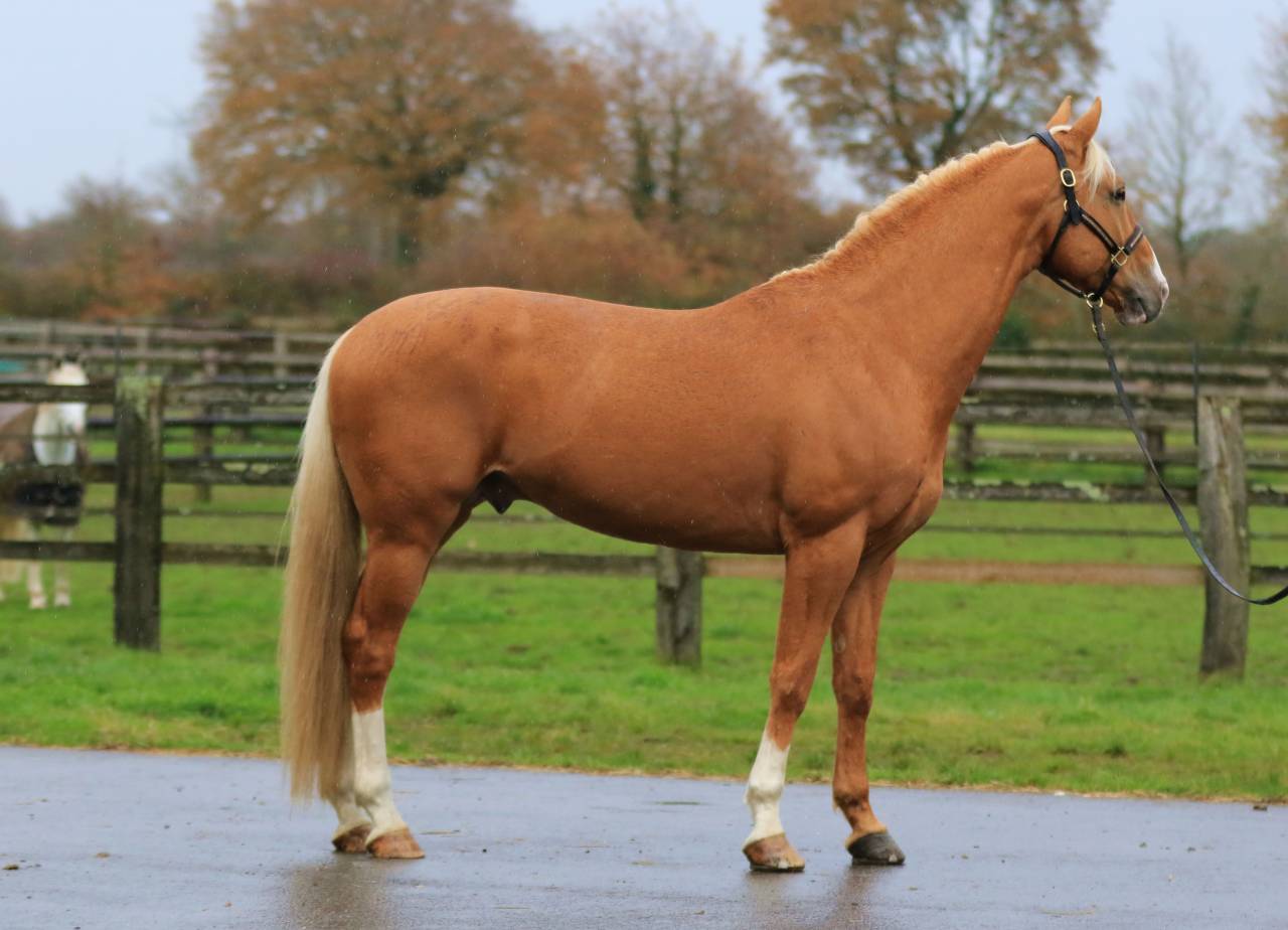 Karat-J  - Wielkopolski  2019 by Arktos