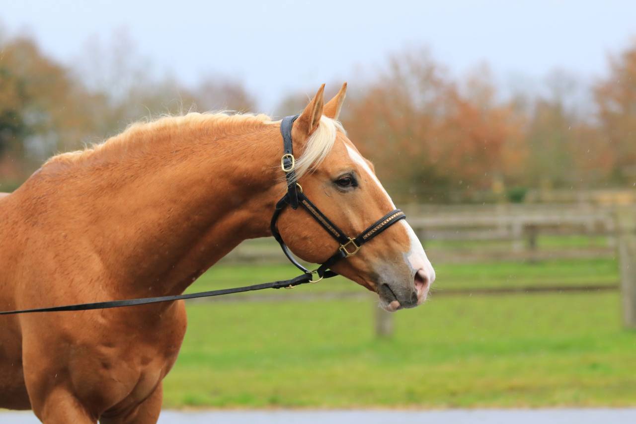 Karat-J  - Wielkopolski  2019 by Arktos