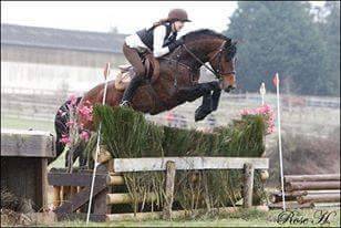 SWYN BARRADE - Welsh Pony (Section D), Welsh Cob 2006 by CEULAN NATHAN