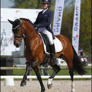 SWYN BARRADE - Welsh Pony (Section D), Welsh Cob 2006 by CEULAN NATHAN