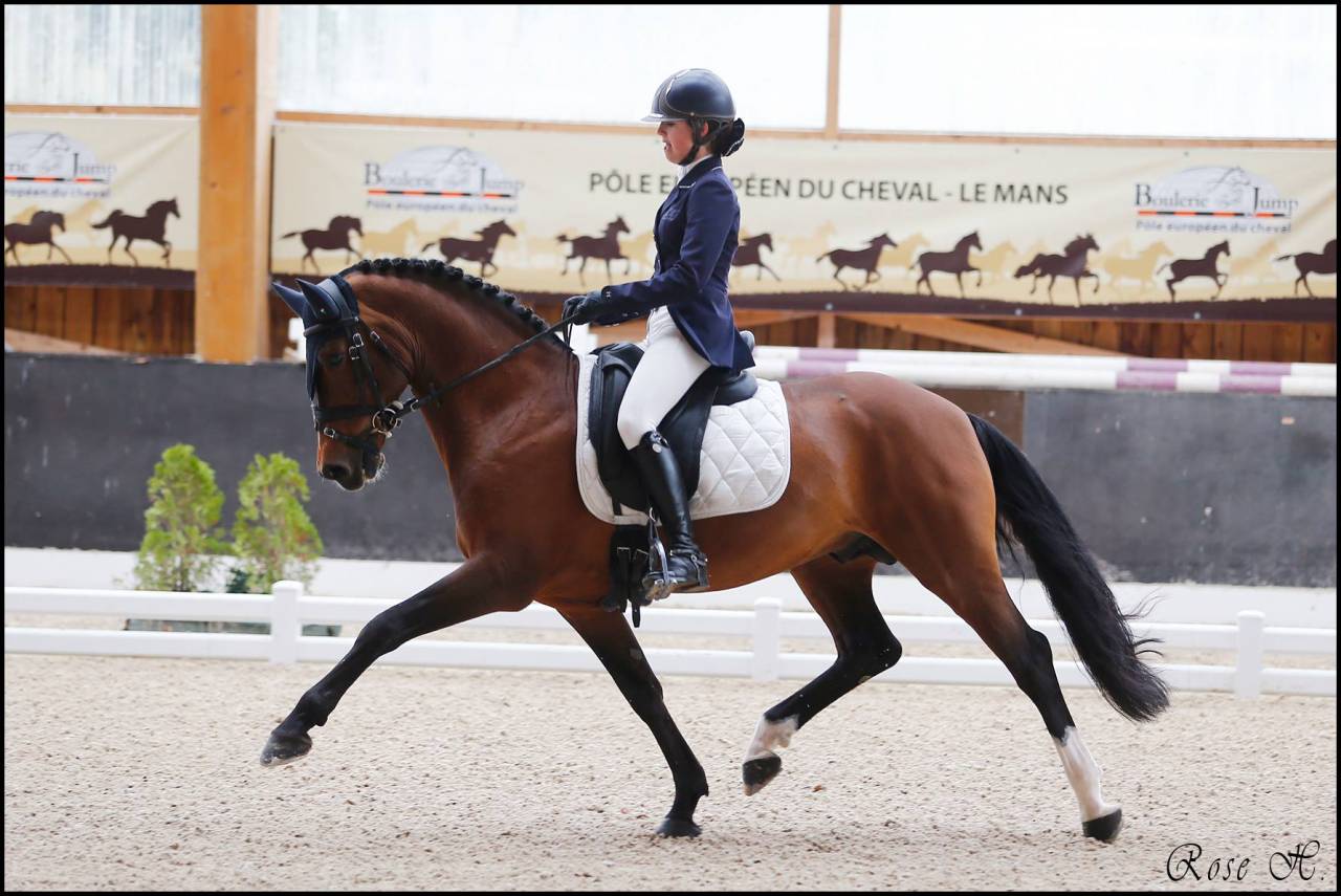 SWYN BARRADE - Welsh Pony (Section D), Welsh Cob 2006 by CEULAN NATHAN