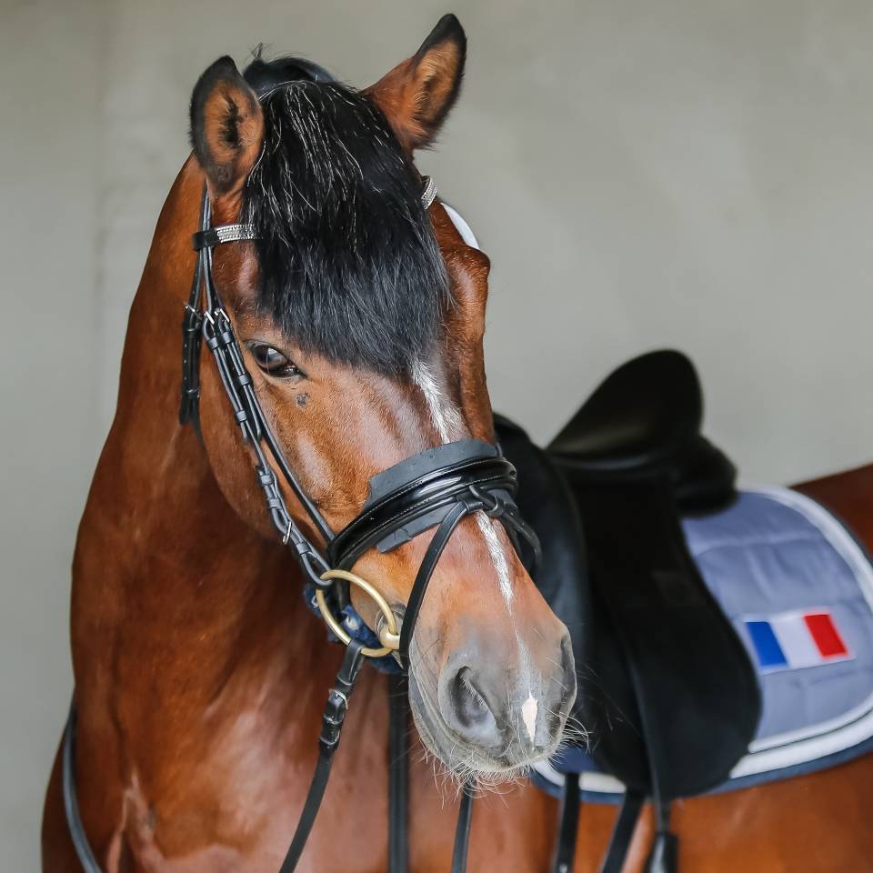 SWYN BARRADE - Welsh Pony (Section D), Welsh Cob 2006 by CEULAN NATHAN