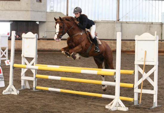 JERRY LEE DE LACHEM - Welsh Pony (Section D), Welsh Cob 1997 by HS MARTINO