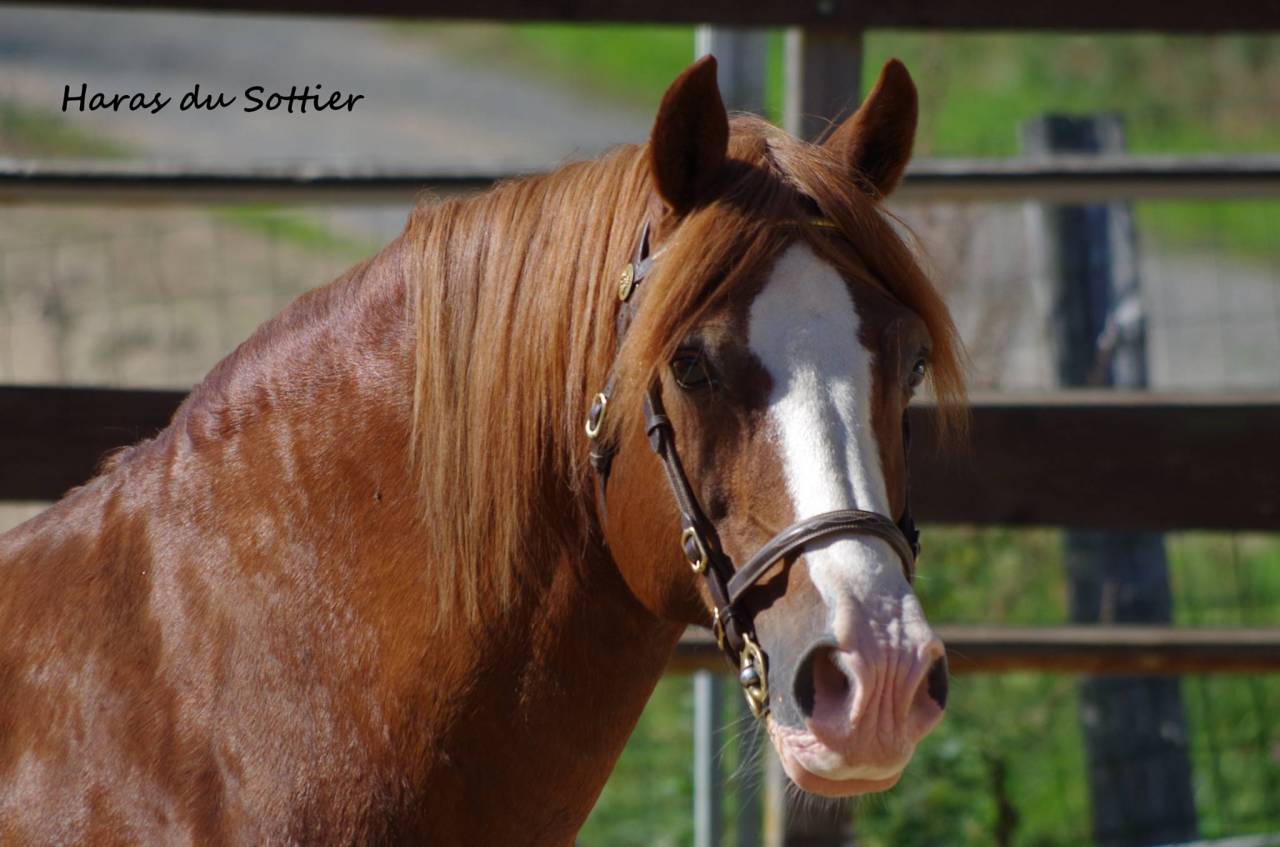 JERRY LEE DE LACHEM - Welsh Pony (Section D), Welsh Cob 1997 by HS MARTINO